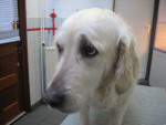 Kaylee, wat hebben honden toch mooie gezichtsuitdrukkingen!